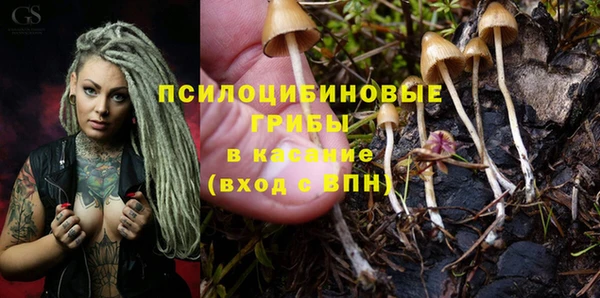 хмурый Аркадак